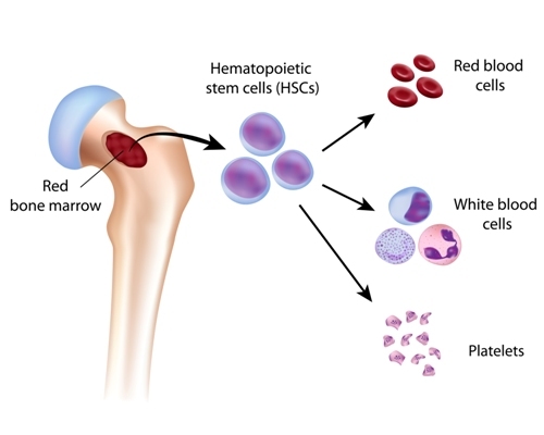 What is the full form of BMT?